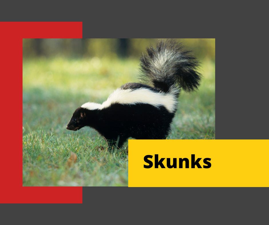 Skunk-Control