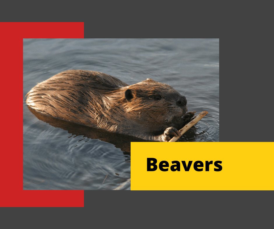 Beaver-Control