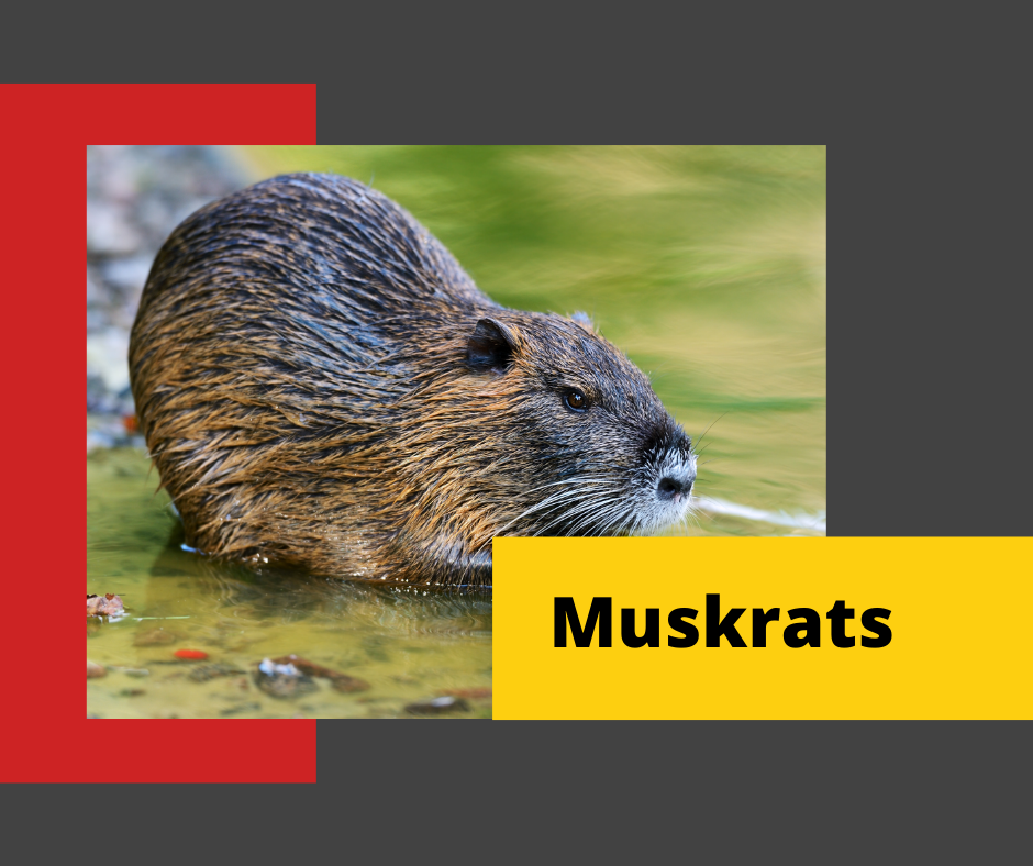 Muskrat-Control