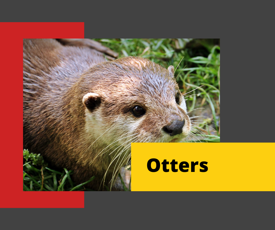 Otter-Control