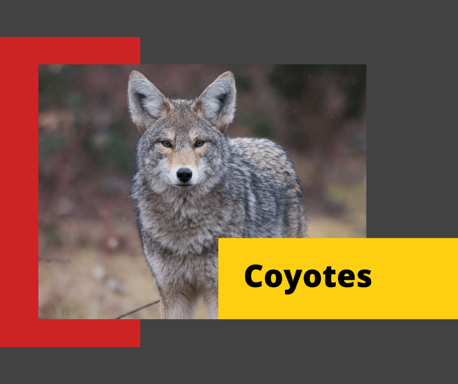 Coyotes-Control