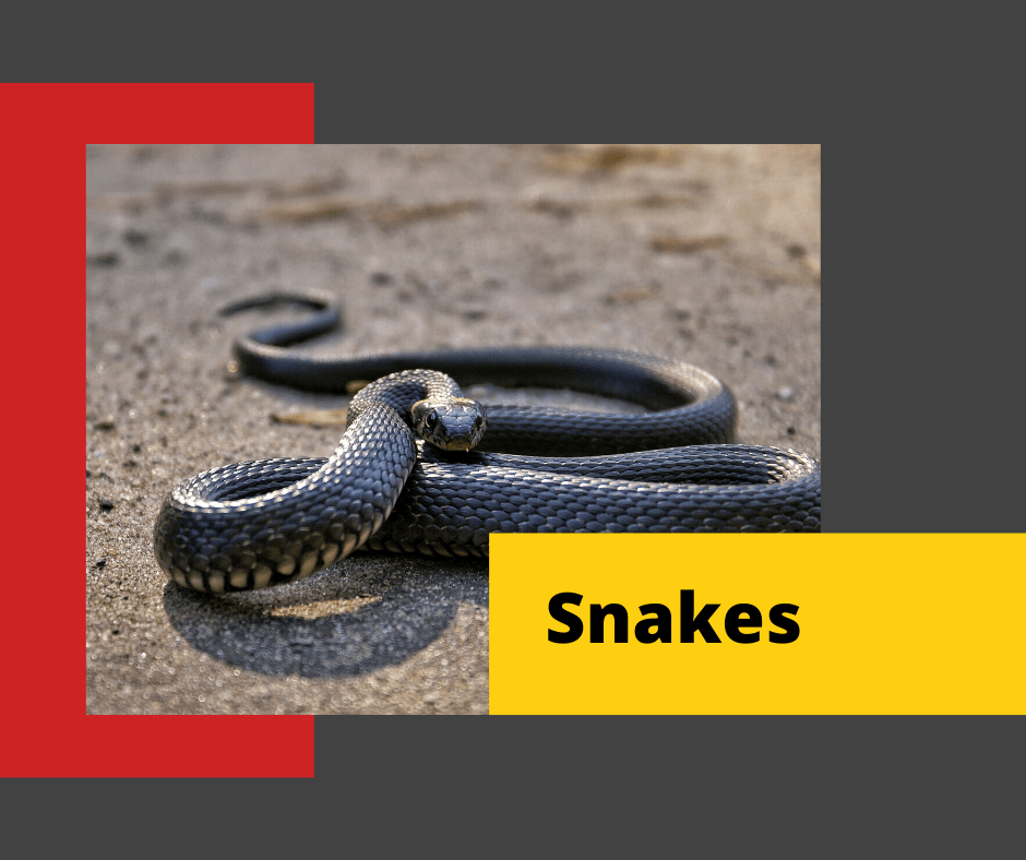 Snake-Control
