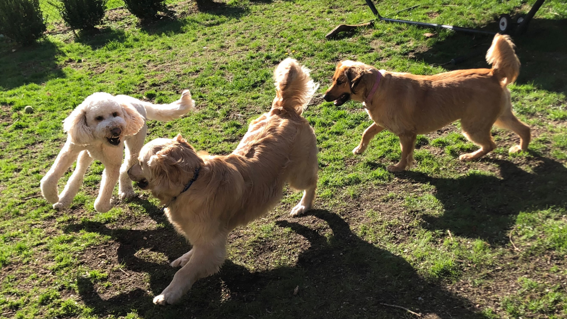 Three dogs are playing in the grass in a park
