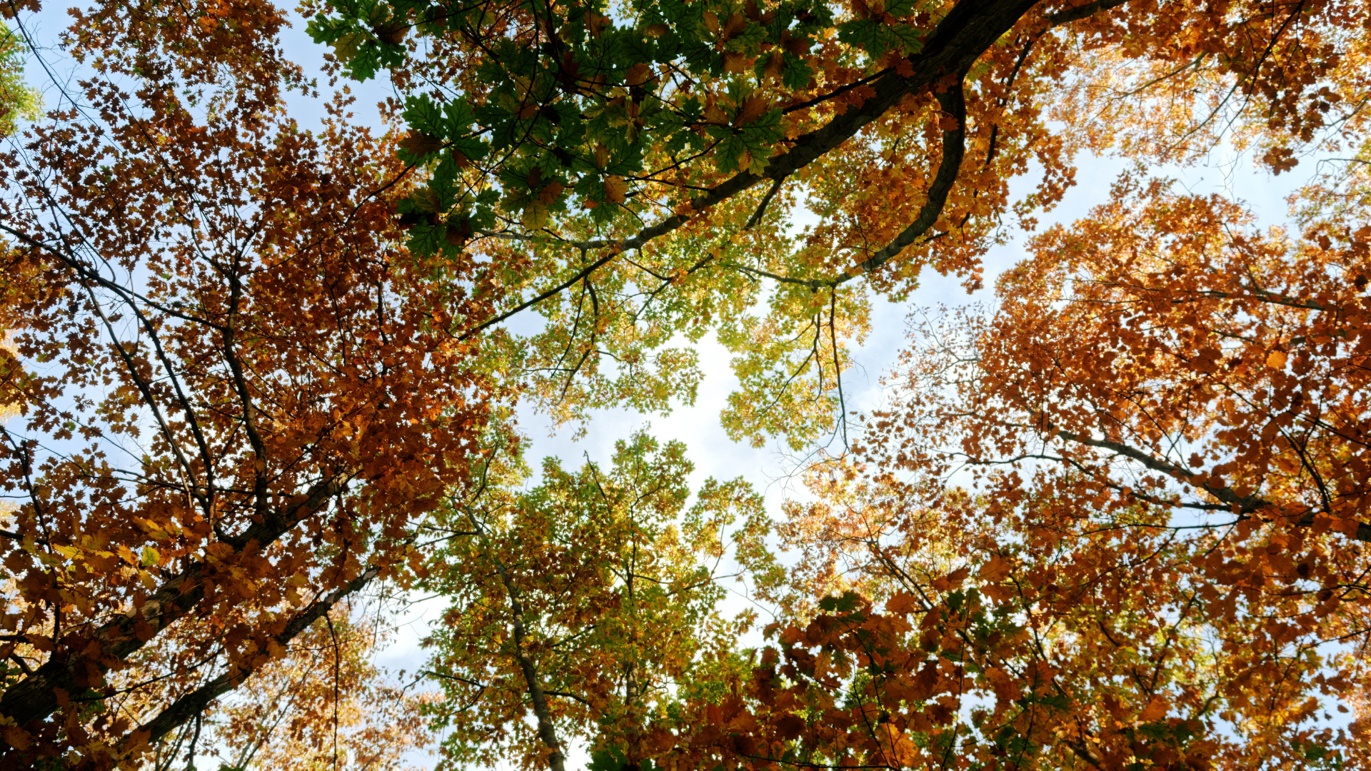 Looking up at the trees with autumn leaves against a blue sky