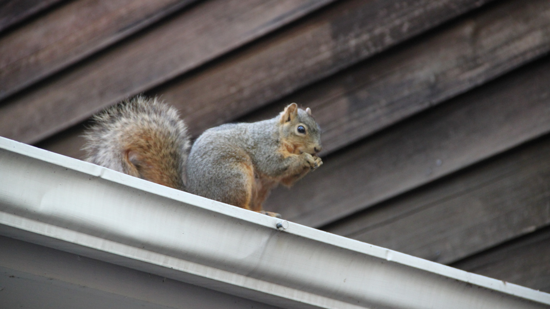 Squirrel eating on a white gutter, near wooden siding.