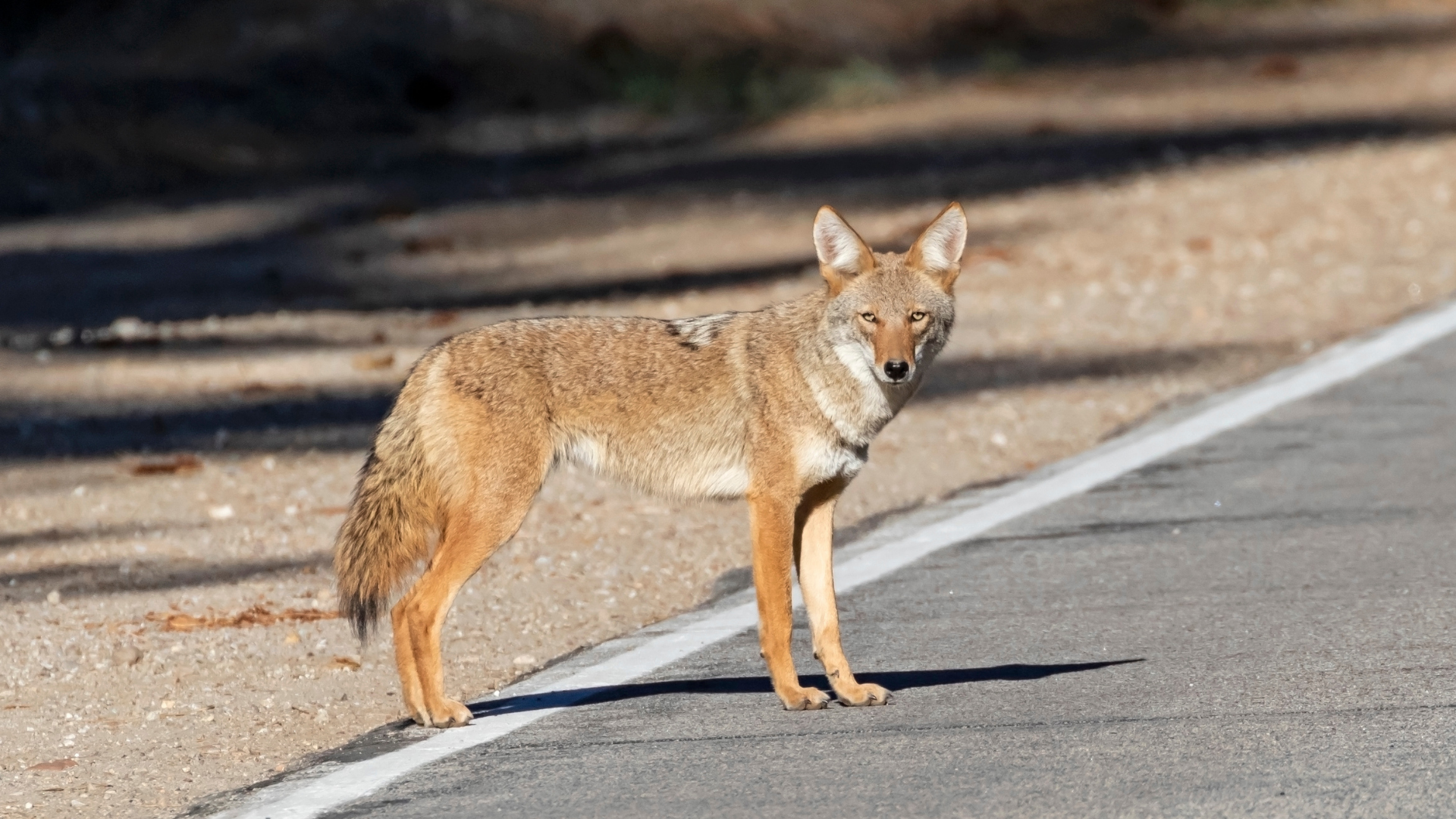 Coyote standing on a roadside, facing the camera in daylight