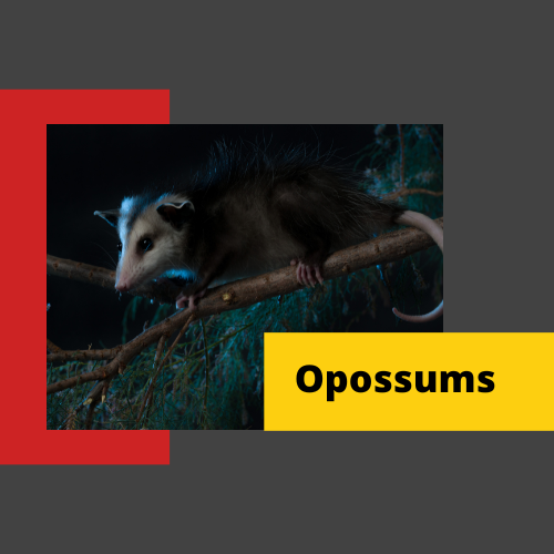 Oposum-Control