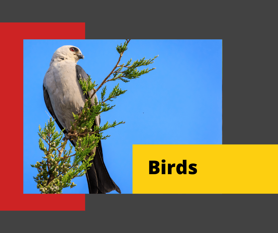 Bird-Control