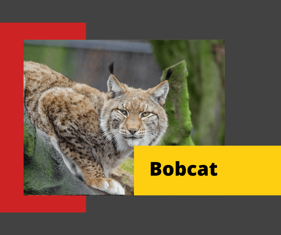 Bobcat-Control