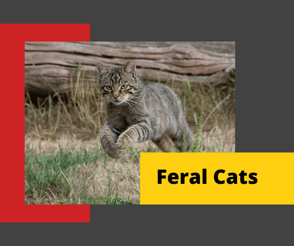 Feral-Cat-Control