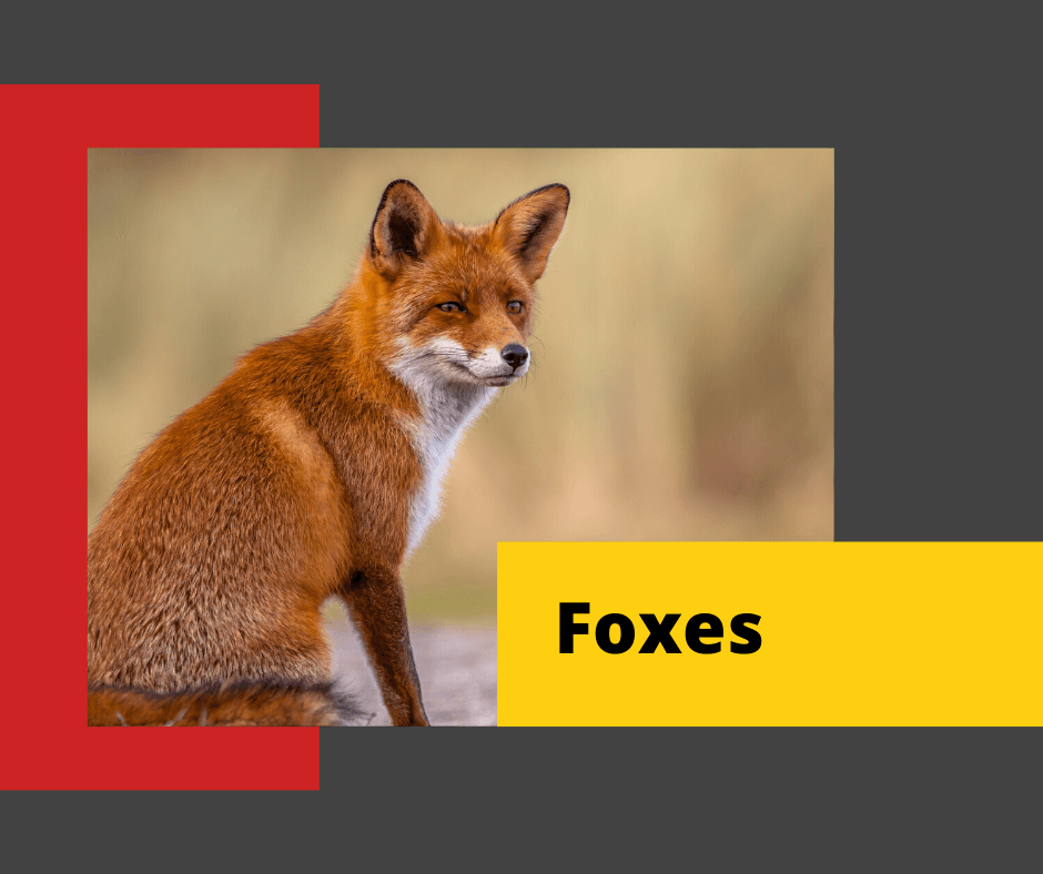 Fox-Cat-Control