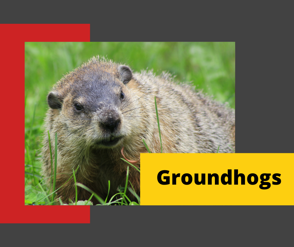 Groundhog-Control