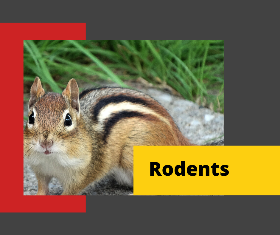 Rodent-Control