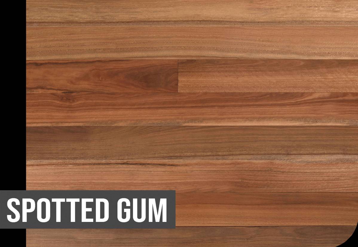 Spotted Gum - Sydney Flooring