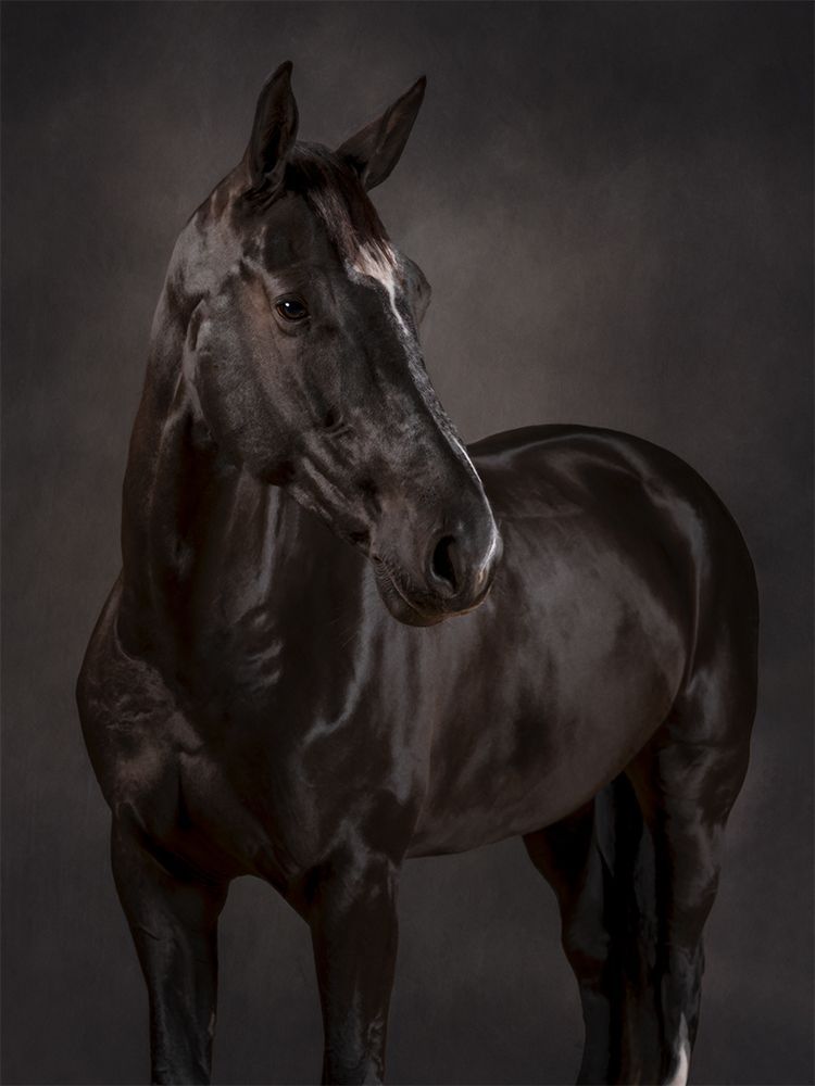 Portrait of a black horse
