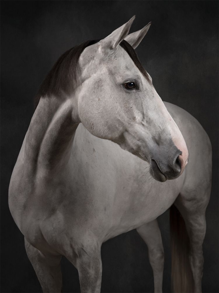 Portrait of a white horse