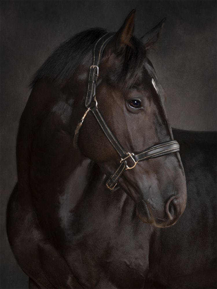 Portrait of a black horse