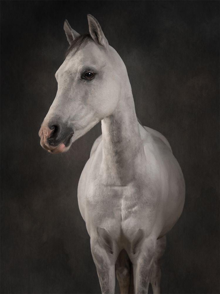 Portrait of a white horse