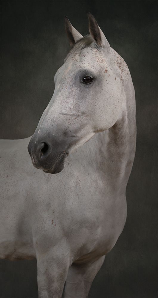 Portrait of a white horse