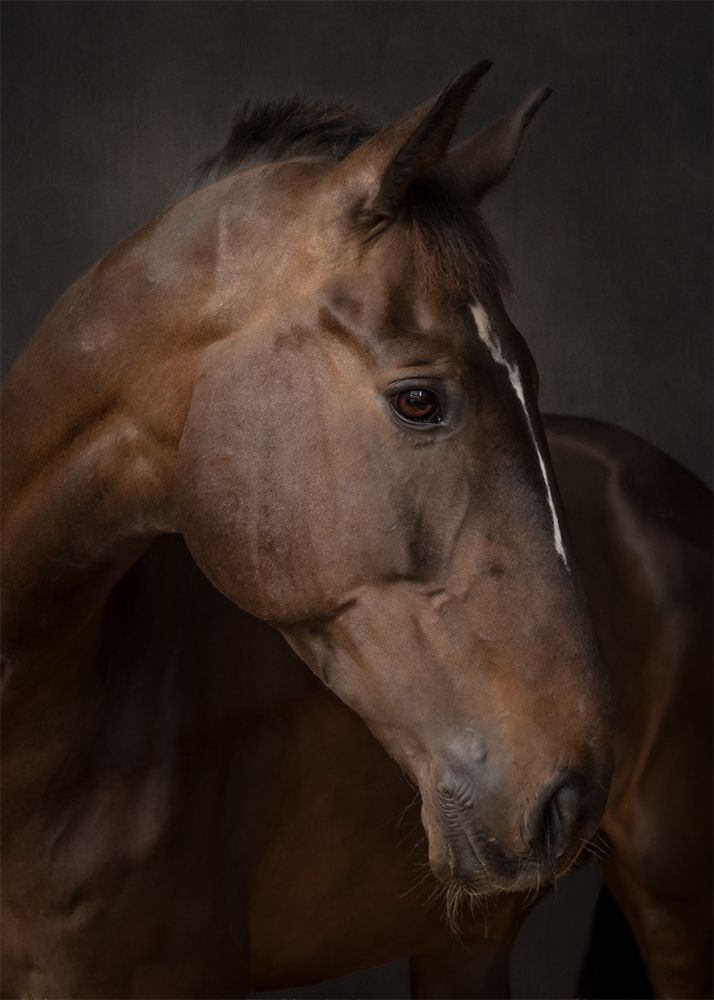 Custom close up fine art photo portrait photography adapted to your specific brief, in this case a personal profile head shot