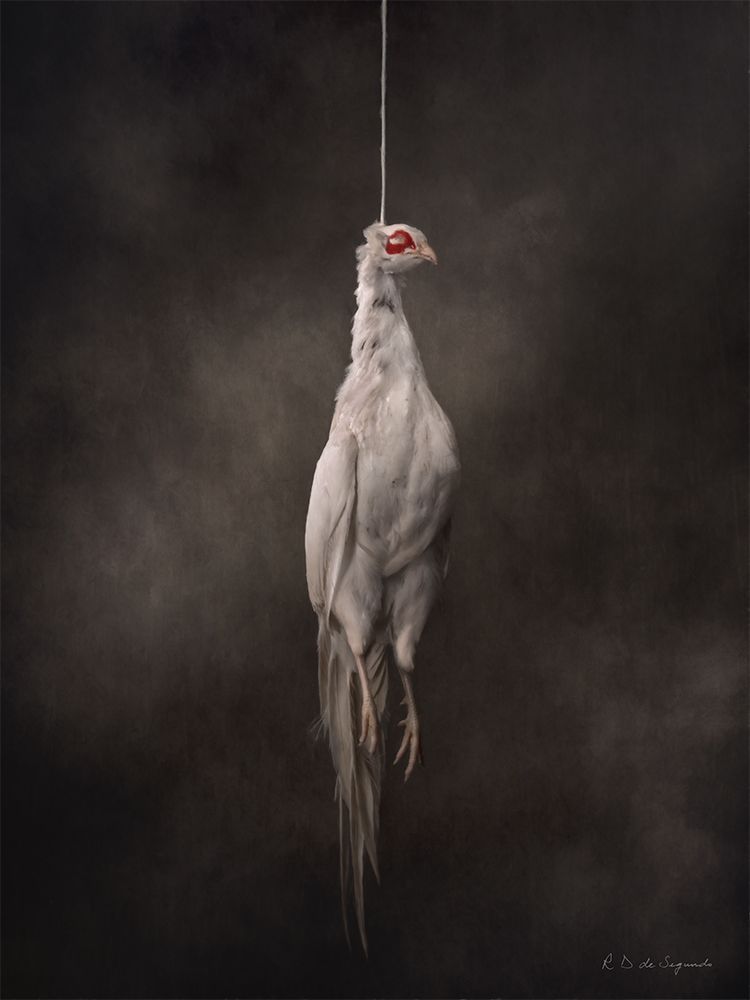 A white pheasant in fine art