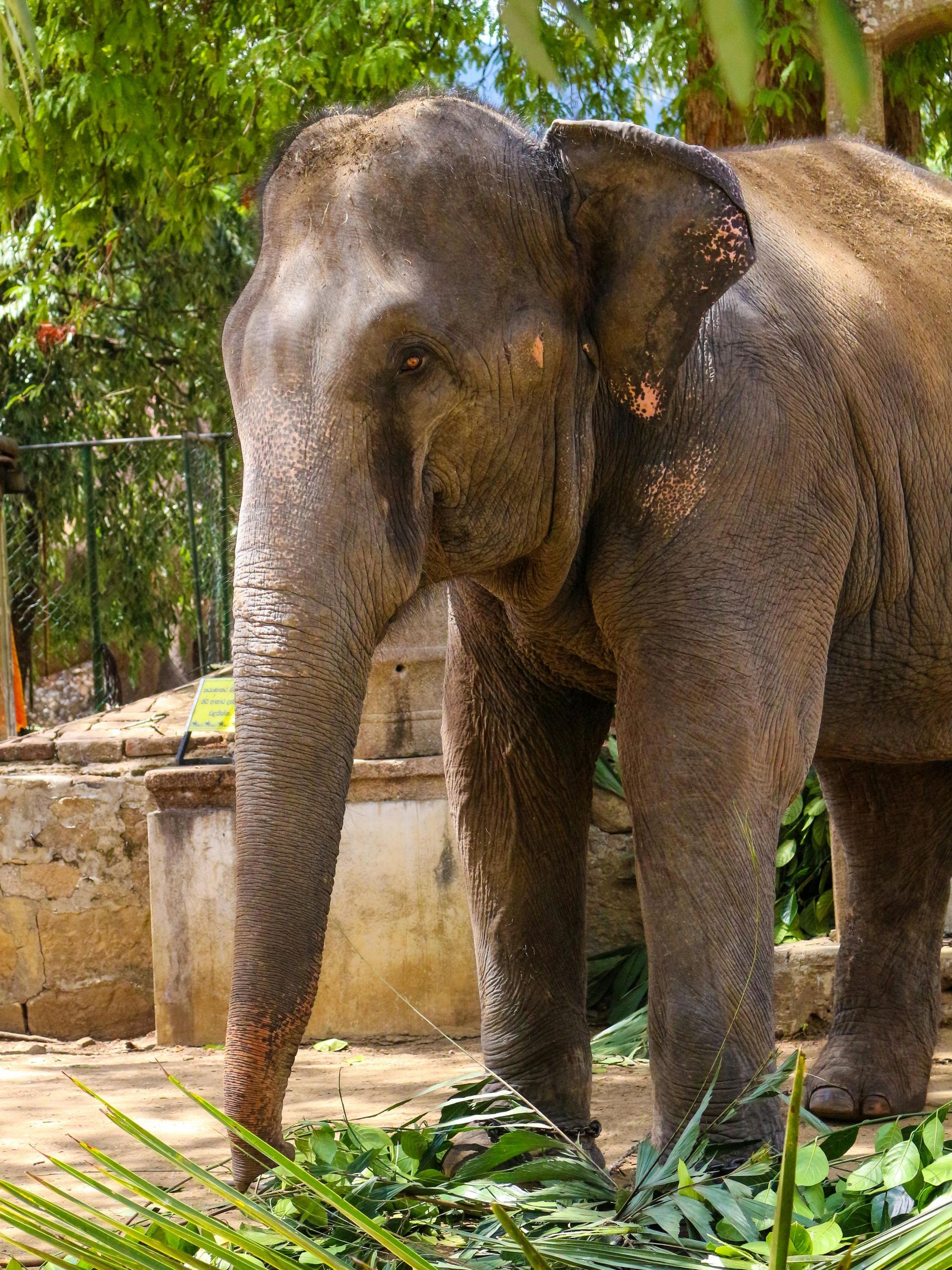An elephant is standing in a zoo enclosure eating leaves.