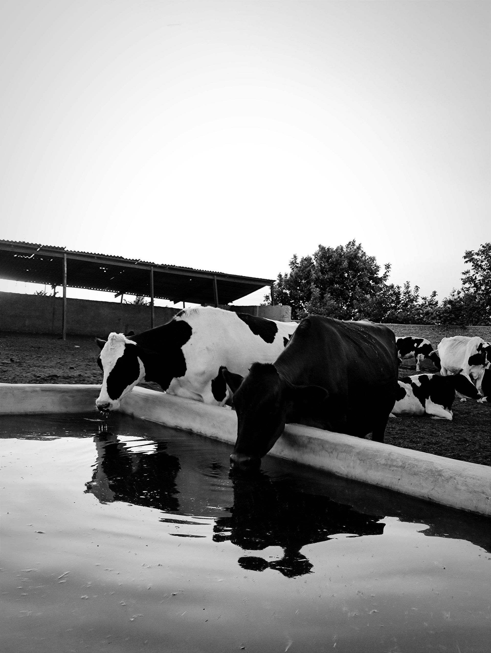 Cows drinking water from a trough on a farm, reflected in the water. Black and white.