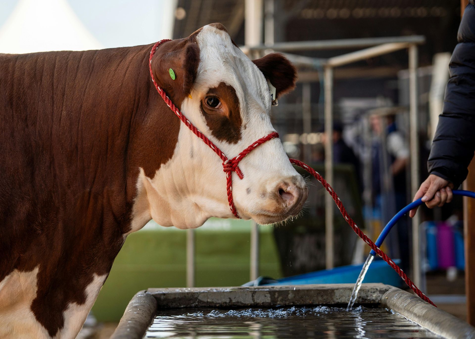 Cow with brown and white markings at a trough, held by a rope. Person waters the trough.