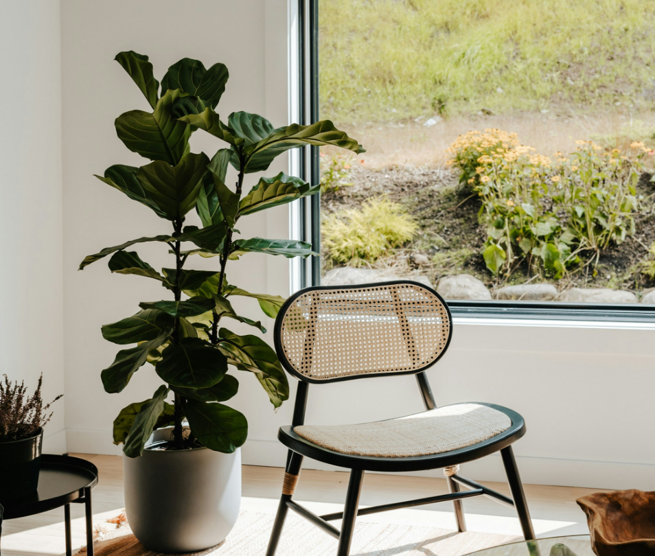 A chair is sitting in front of a window next to a potted plant.