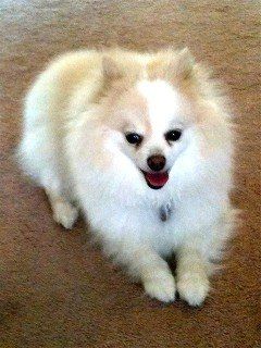 BB the Sportfit mascot