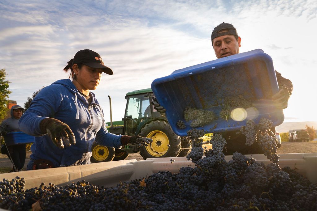 Grapes during harvest