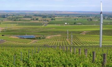 The Vineyards