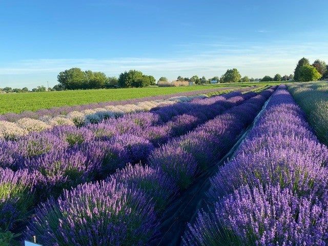 Lavendar Farm | Walla Walla, WA