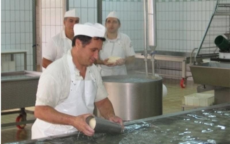 fase di sgrondo della cagliata in un caseificio