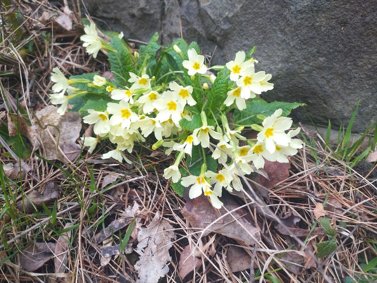 Randonnée à Champ Contier Ubaye