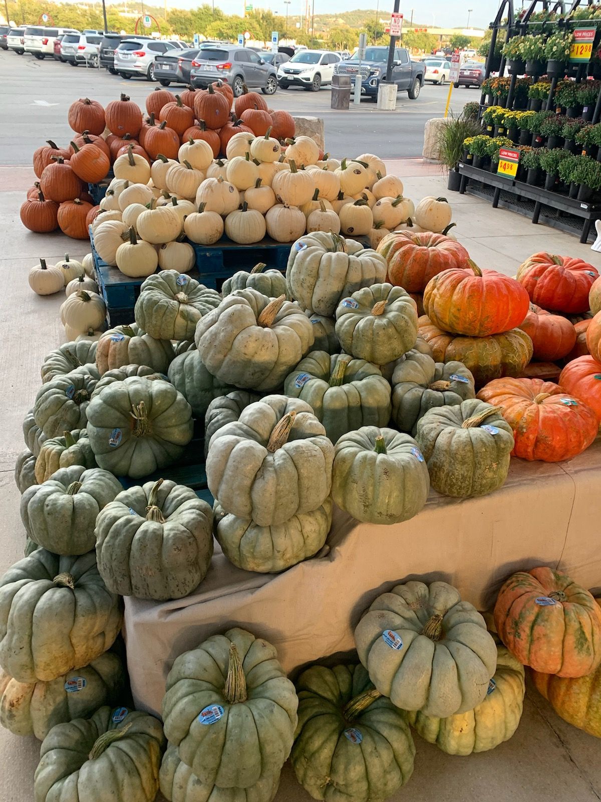pumpkin display