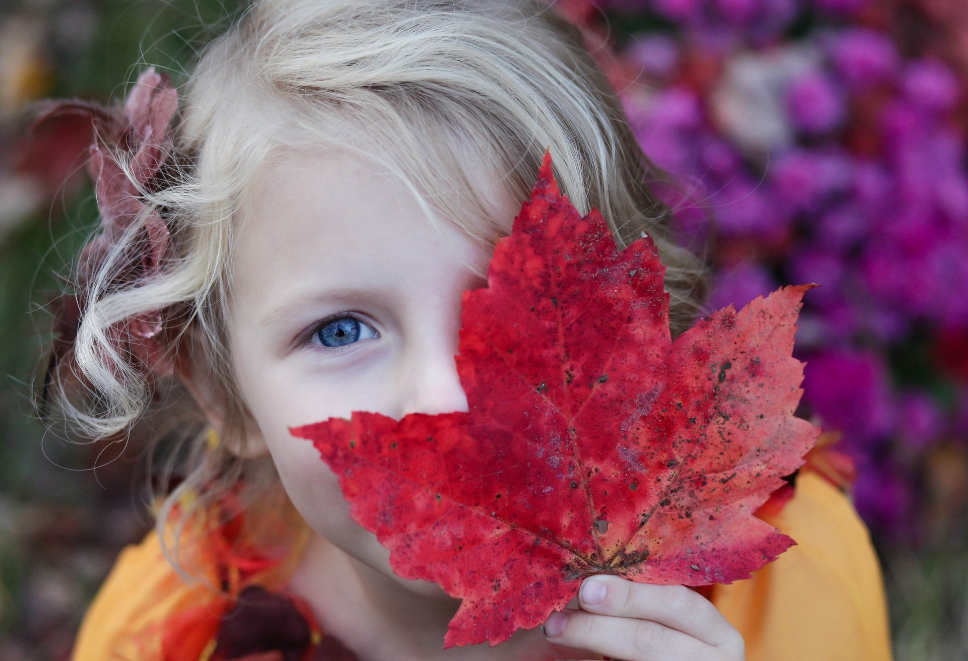Young child with blonde hair and blue eyes, playing with an autumn maple leaf