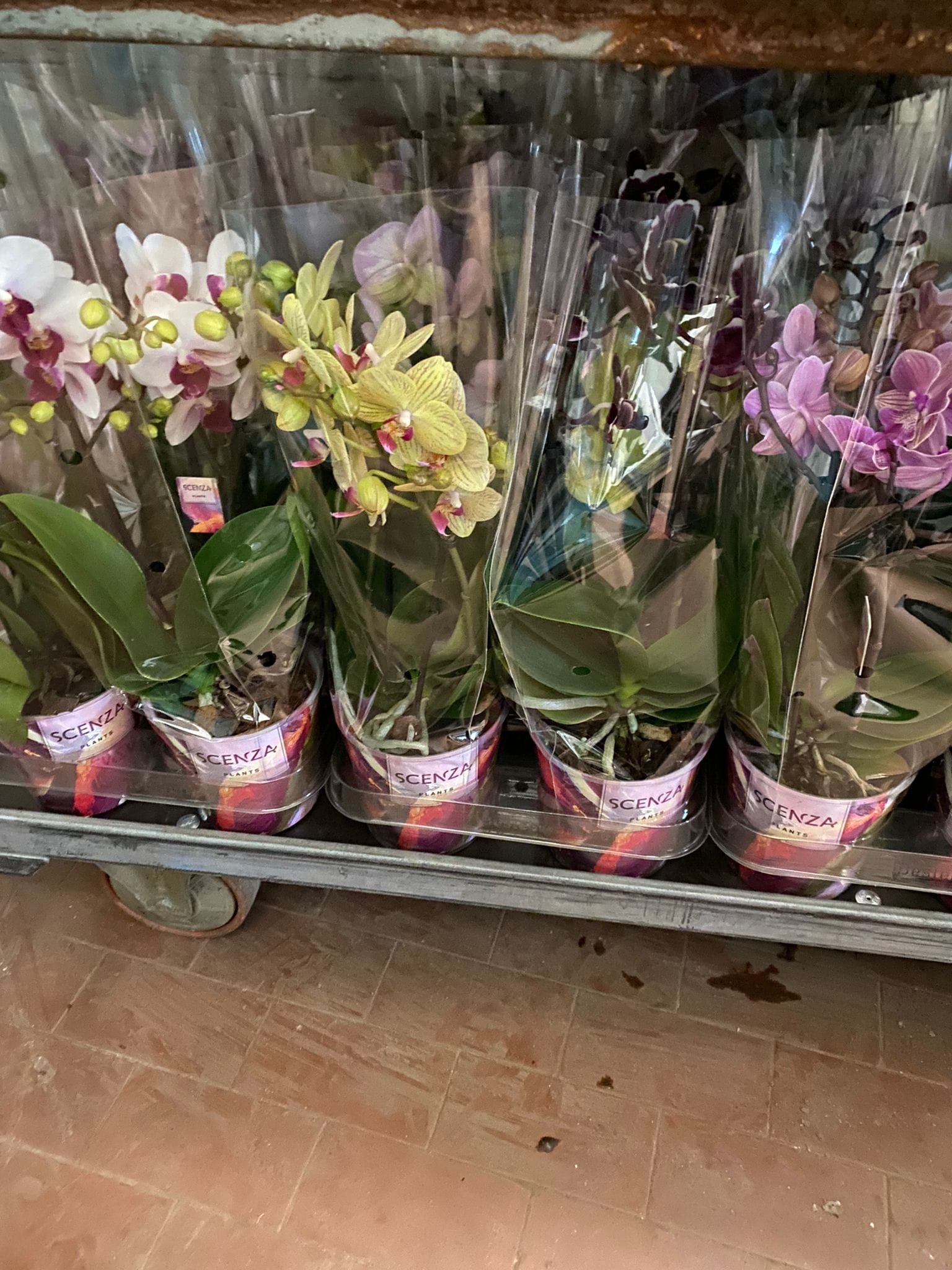 Orchidee in vaso avvolte nella cellophane, di vari colori, su uno scaffale di metallo.