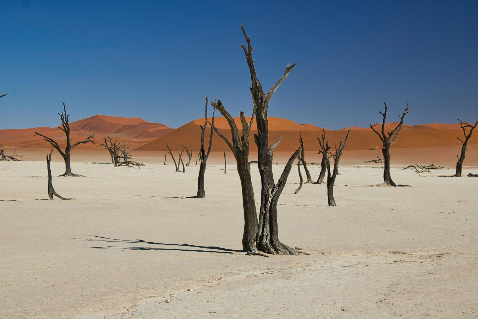 Black dead trees stand on a cracked white clay pan against a backdrop of tall orange sand dunes and a blue sky.