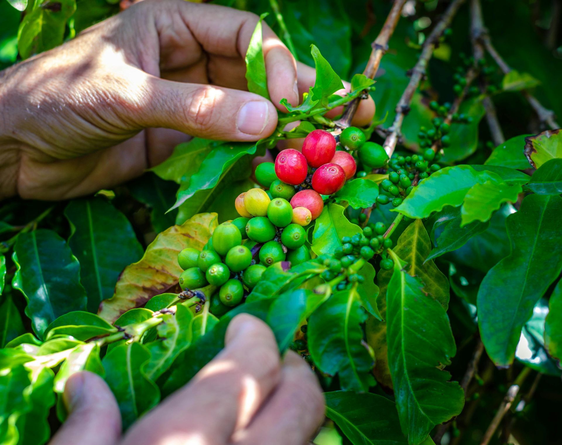 Hands harvesting coffee cherries from a branch with green, yellow, and red berries.