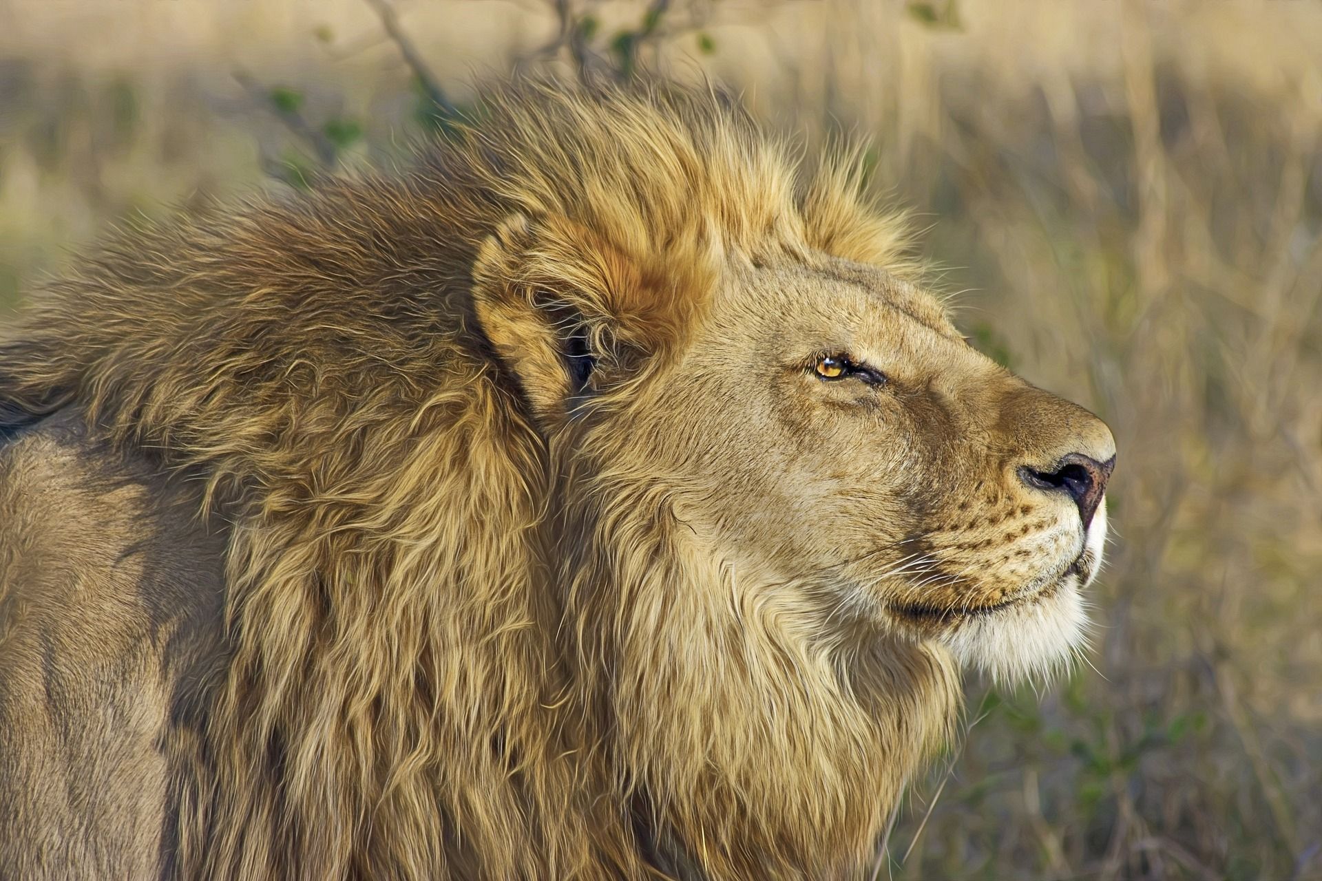 Luxury Focus Safaris - Roaming royalty