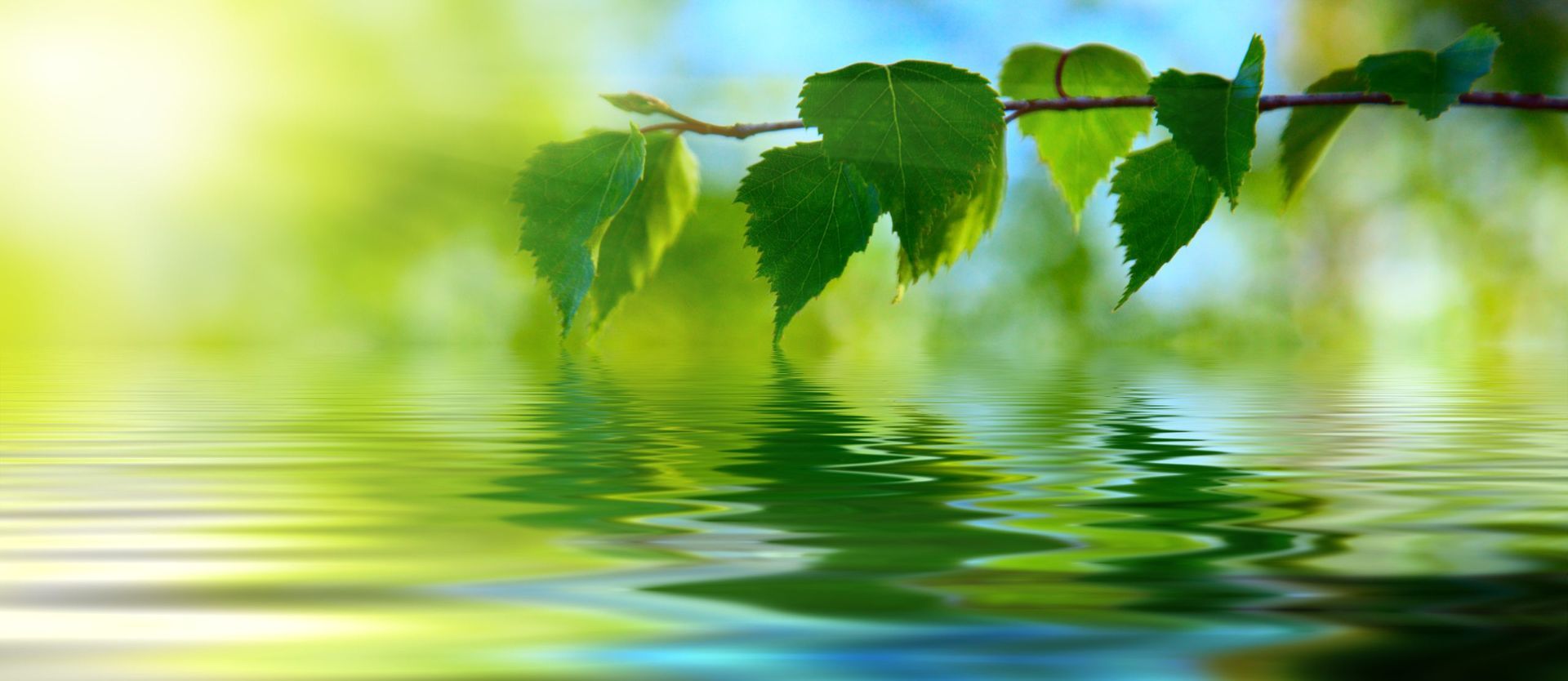 Birch leaves hanging over rippling water, bathed in soft, bright, out-of-focus golden green light.