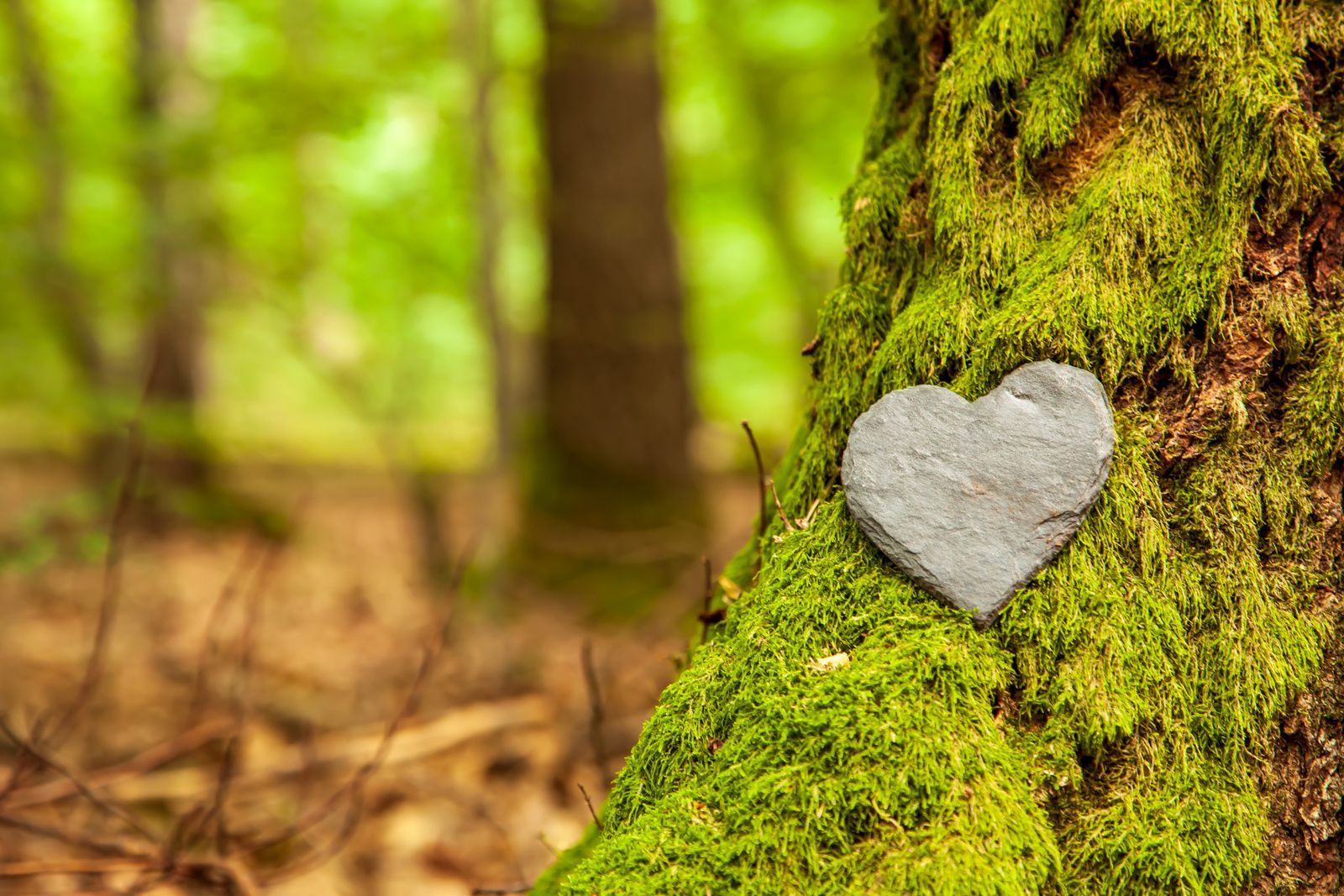 A gray, heart-shaped stone rests on a moss-covered tree trunk in a sunlit forest.