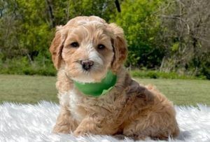 A fluffy, light-brown puppy with a white muzzle and a green collar sits on a white faux-fur rug outdoors.