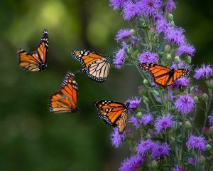 Monarch butterflies on purple flowers
