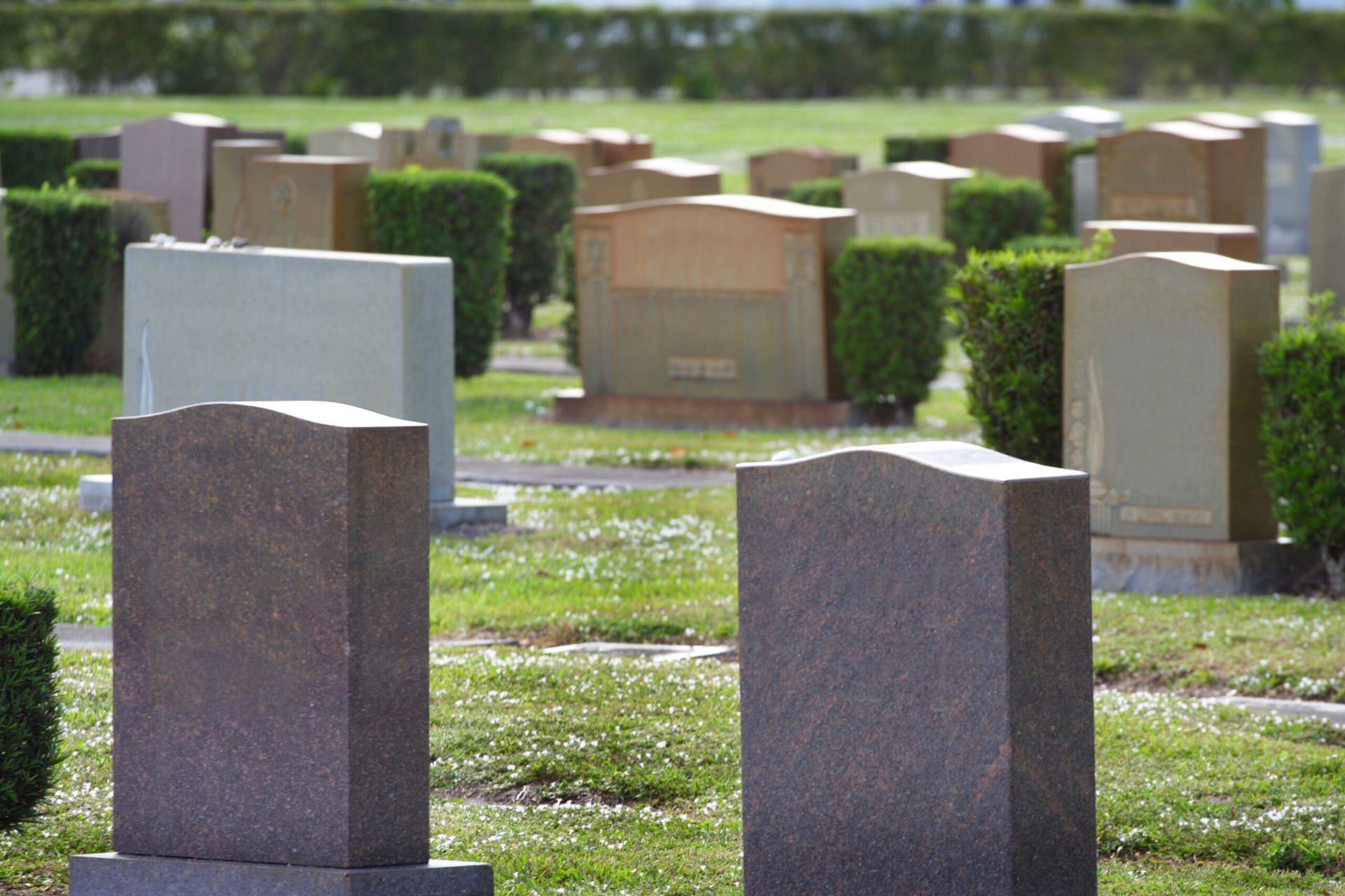 Multiple upright granite gravestones and manicured shrubs in a sunny, green cemetery.