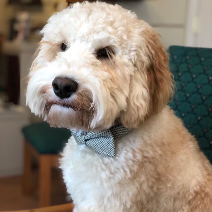A cream-colored curly-haired dog wearing a small grey patterned bow tie sits in front of a dark green patterned chair.