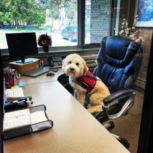 A golden-colored doodle dog wearing a red harness sits upright on an office chair behind a desk.