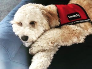 A cream-colored dog with a calm expression wears a red 