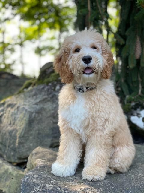 A fluffy, cream-colored Goldendoodle puppy sitting on a rock in a park setting, looking toward the camera.
